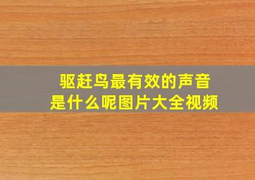 驱赶鸟最有效的声音是什么呢图片大全视频