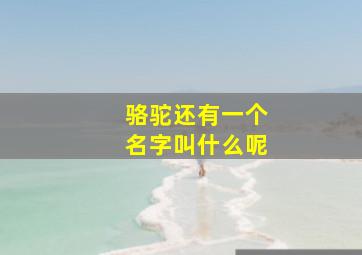 骆驼还有一个名字叫什么呢