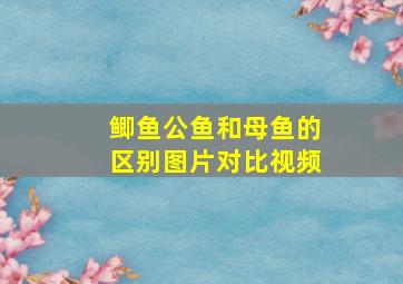 鲫鱼公鱼和母鱼的区别图片对比视频