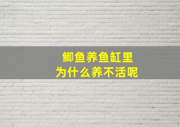 鲫鱼养鱼缸里为什么养不活呢