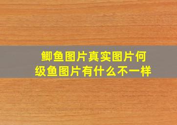 鲫鱼图片真实图片何级鱼图片有什么不一样