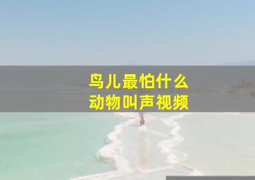 鸟儿最怕什么动物叫声视频