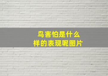 鸟害怕是什么样的表现呢图片