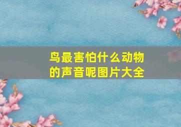 鸟最害怕什么动物的声音呢图片大全