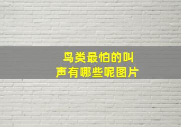 鸟类最怕的叫声有哪些呢图片