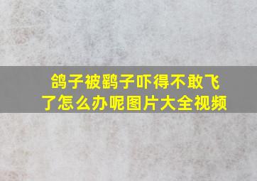 鸽子被鹞子吓得不敢飞了怎么办呢图片大全视频