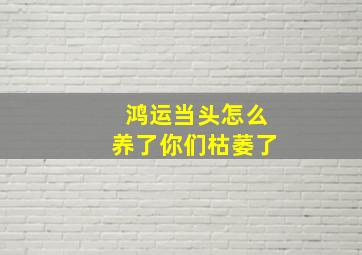 鸿运当头怎么养了你们枯萎了