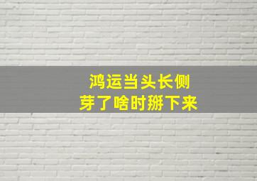 鸿运当头长侧芽了啥时掰下来