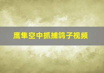 鹰隼空中抓捕鸽子视频