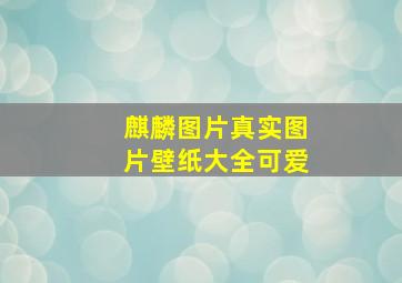 麒麟图片真实图片壁纸大全可爱