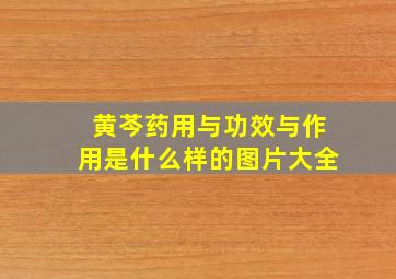 黄芩药用与功效与作用是什么样的图片大全