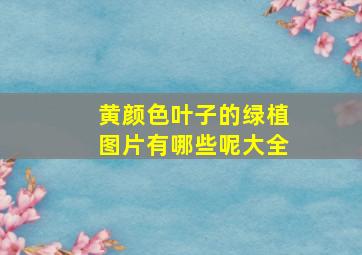 黄颜色叶子的绿植图片有哪些呢大全